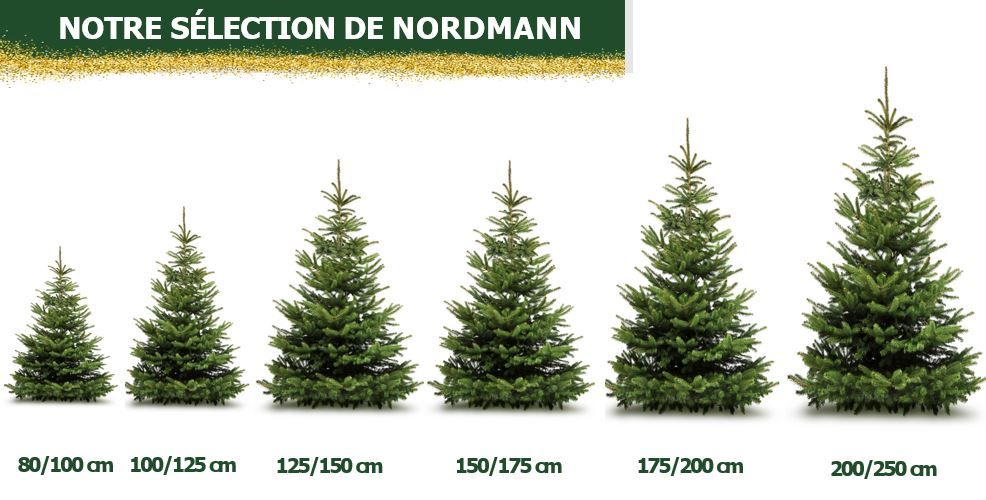 [211026_3191] Sapins Nordmann (Sapin Nordmann 100/125)
